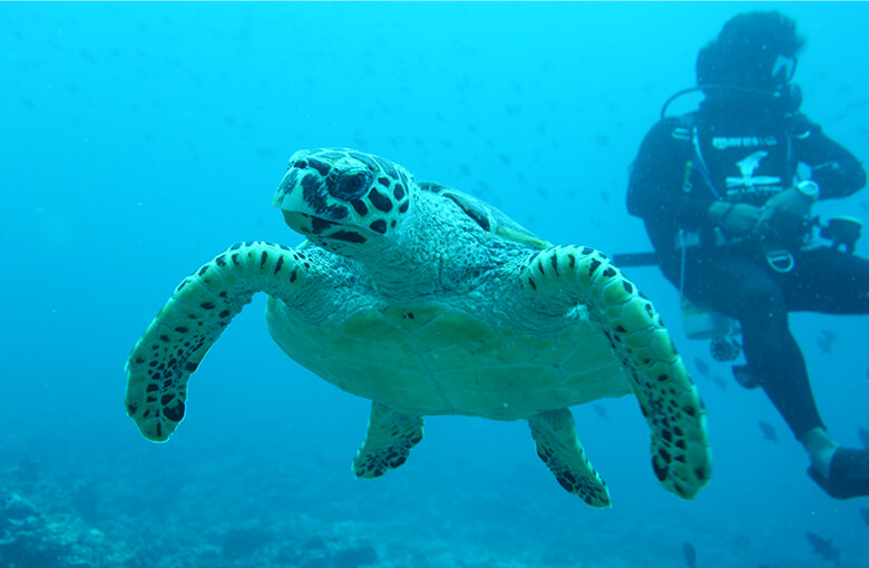 Deep Dive Consult – Coaching des Managements